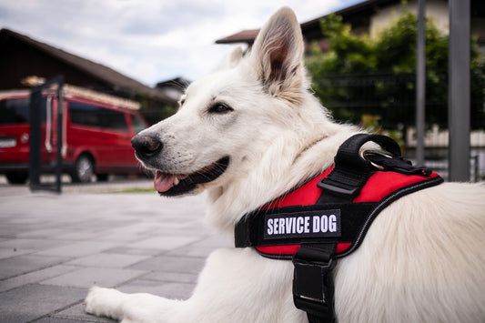 What You Should Know About Service Animals