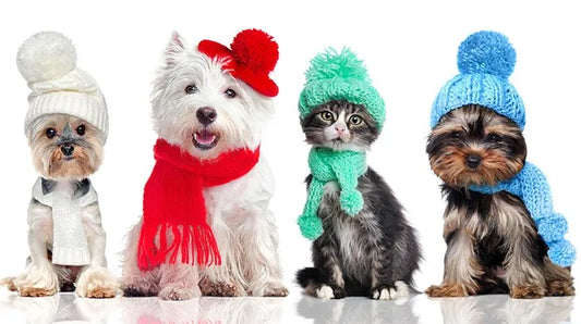 Caring for your pets during the winter months