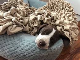 Soft Pet Blanket