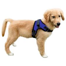 Adjustable Dog Harness