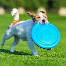 Dog Flying Disc