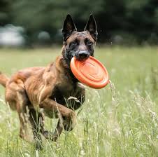 Dog Flying Disc