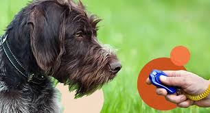 Dog Training Clicker (treat learning)