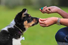 Dog Training Clicker (treat learning)