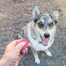 Dog Training Clicker (treat learning)