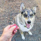 Dog Training Clicker (treat learning)