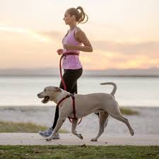 Hands Free Dog Leash