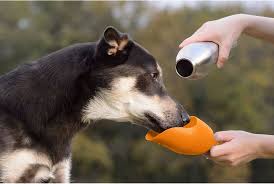 Dog Water-Bottle